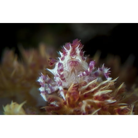 A soft coral crab clings to its host soft coral on a reef Canvas Art - Ethan DanielsStocktrek Images (34 x