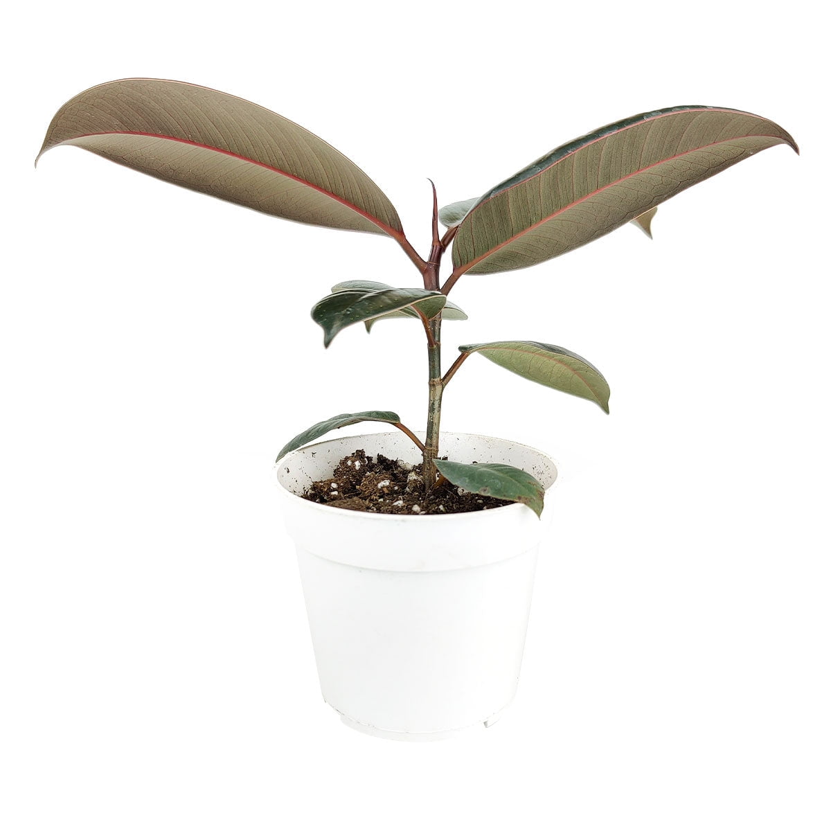 Burgundy Rubber Plant Ficus Elastica (Multi Plants in 6" Grower Pot