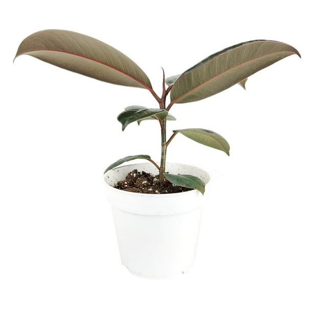 Burgundy Rubber Plant Ficus Elastica (Multi Plants in 6" Grower Pot