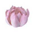 thumbnail image 1 of Handmade Lotus Ornament Ceramic Aroma Burner Pink 5.5*5.5cm Storage Holder Family Friends 1Pc, 1 of 3