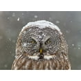 thumbnail image 2 of Costina, Mircea 32x25 White Modern Wood Framed Museum Art Print Titled - Great Grey Owl Winter Portrait, 2 of 4