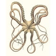 thumbnail image 2 of Unknown 20x24 Black Ornate Wood Framed with Double Matting Museum Art Print Titled - Antique Octopus Collection IV, 2 of 4