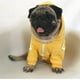 thumbnail image 2 of Sudadera con capucha para mascotas liwang Bulldog inglés Pug amarillo S M L XL 2XL, 2 of 5