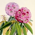 thumbnail image 3 of Hooker, Joseph Dalton 20x20 Black Modern Framed Museum Art Print Titled - Rhododendron Campbelliae Flower, 3 of 5
