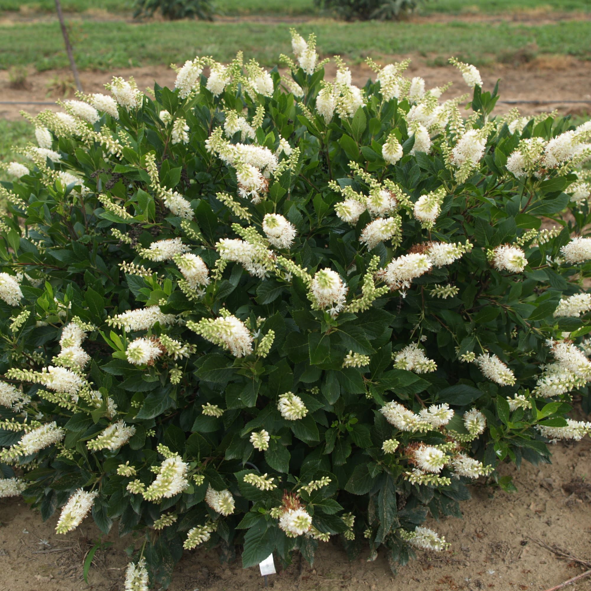 Proven Winners ColorChoice 5" White Sugartina 'Crystalina' Summersweet Live Plant in 4.5" Pot (4 Count)