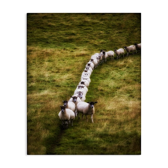 Stupell Industries Farmhouse Sheep Line Farm Animal Landscape Photo Canvas Art, 16 x 20, by Villager Jim