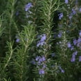 thumbnail image 6 of Set 3 Blue Rosemary Live Plants, Hardy and Fragrant Rosemary Herb Plant 4-8 Inches, Indoor Outdoor Growing, 6 of 6