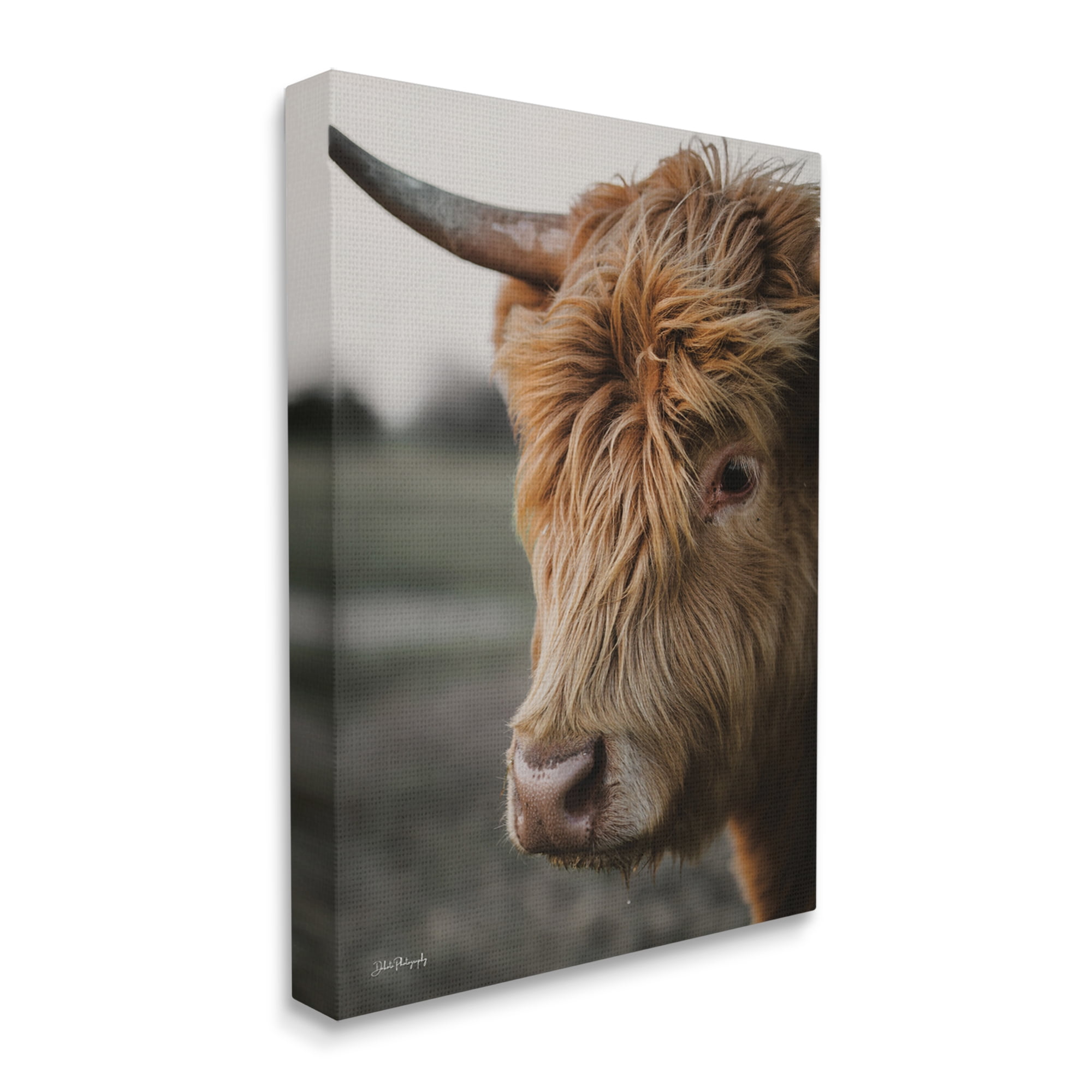 Stupell Industries Cattle Gazing Portrait Animals & Insects Photography Gallery Wrapped Canvas Print Wall Art, 36 x 48