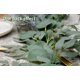 thumbnail image 4 of 4 paquetes de guirnalda de hojas de eucalipto de dólar de plata artificial de 6,2 pies con ramitas de vides de sauce hojas de cadena para guirnalda de puertas Zhivalor WRJM-446-1, 4 of 6