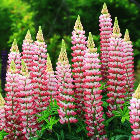 Eden Brothers Russell Lupine Seeds - Chatelaine