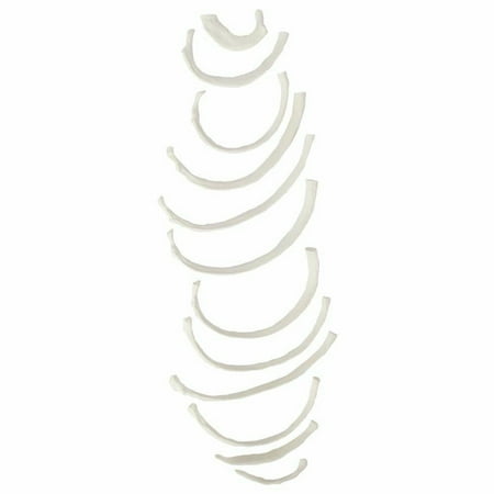Axis Scientific Set of 12 Disarticulated Ribs - Left, life size skeleton model, human full body anatomical models figure, anatomy medical study, human rib model.