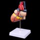 thumbnail image 4 of Herramienta de enseñanza de anatomía modelo de corazón humano anatómico desmontado 77ha, 4 of 5