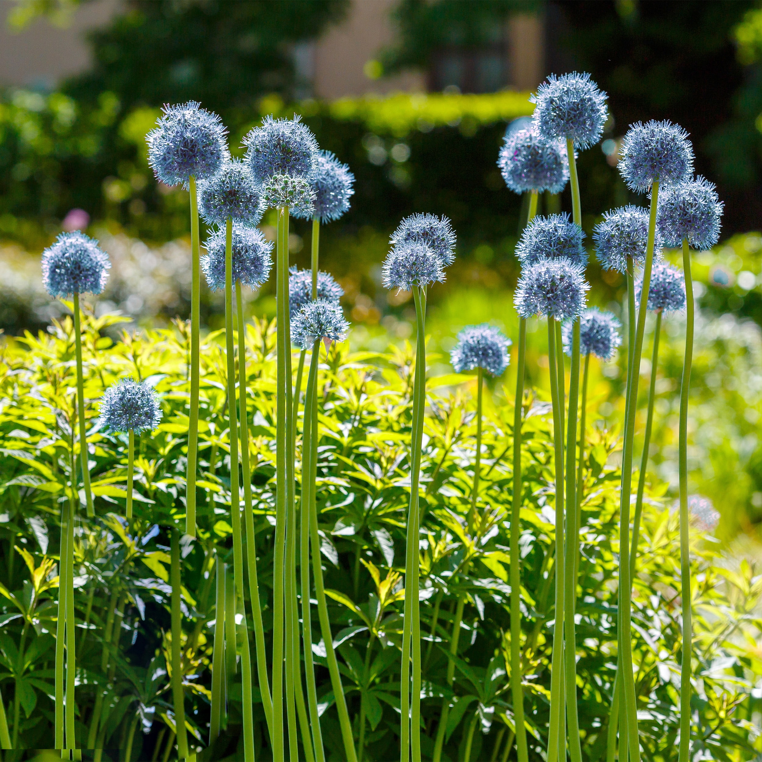 Garden State Bulb Allium Persian Blue Flower Bulbs 5cm Deer Resistant Bag of 100