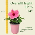 thumbnail image 2 of Tropical Plants of Florida 16" to 18" Bright Pink Hibiscus Bush; Yoder Pink Flower Plant, Full Sunlight, 2 of 6