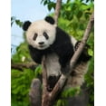 thumbnail image 1 of Peinture par Numéros Panda, 1 of 7