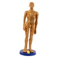 thumbnail image 1 of Human Body Acupuncture Model, Odorless Useful Body Acupuncture Model, For Massage Model Female Model,Male Model, 1 of 8