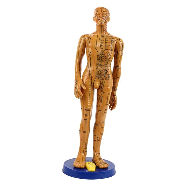 Human Body Acupuncture Model, Odorless Useful Body Acupuncture Model, For Massage Model Female Model,Male Model