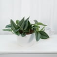 thumbnail image 2 of Gardenera Labs Scindapsus Sterling Potting Mix - Unlock Robust Growth and Stunning Leaves with Our High-Performance Formula - 20 Quart, 2 of 4