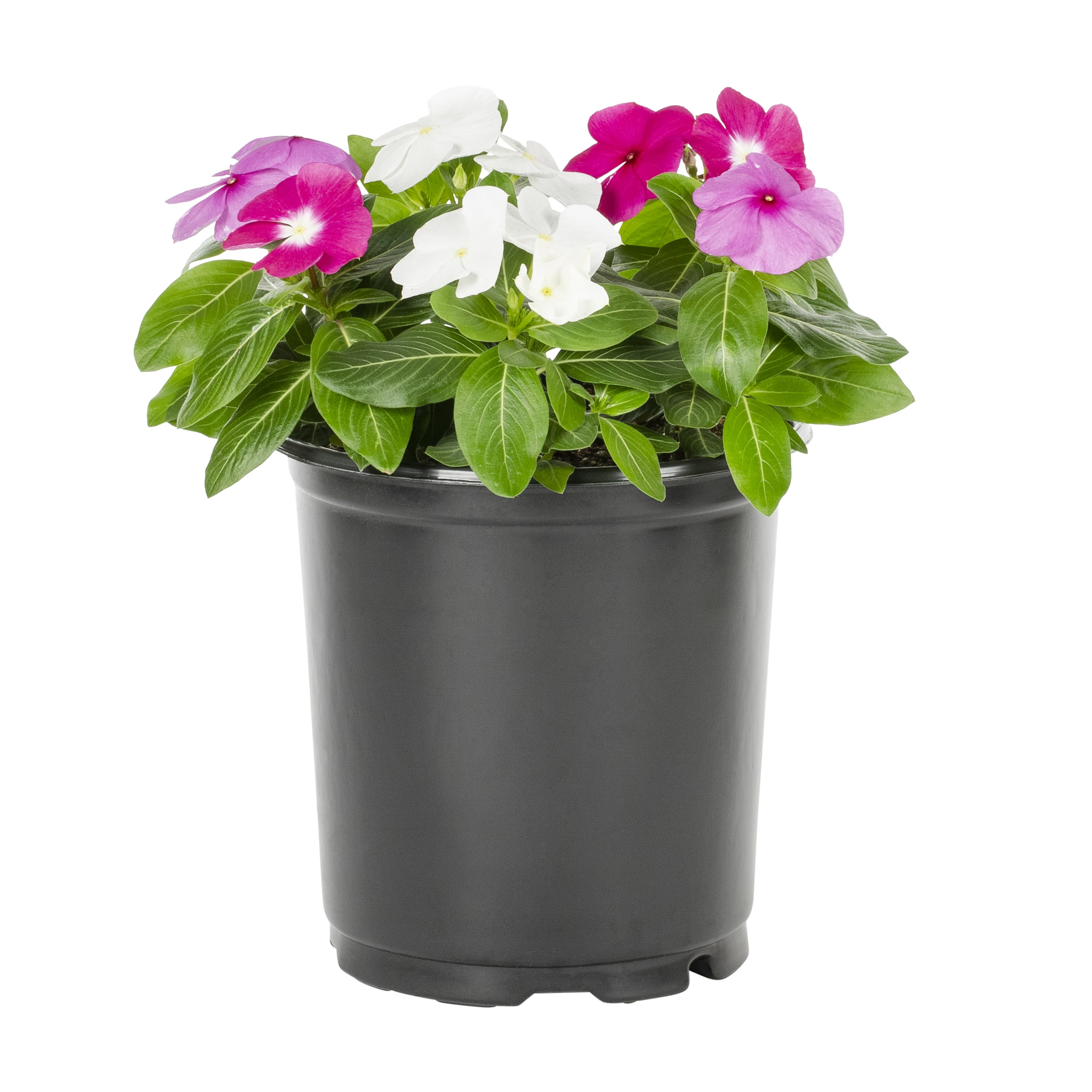 Expert Gardener 2QT Multicolor Vinca Live Annual Plant Sun 3-Pack