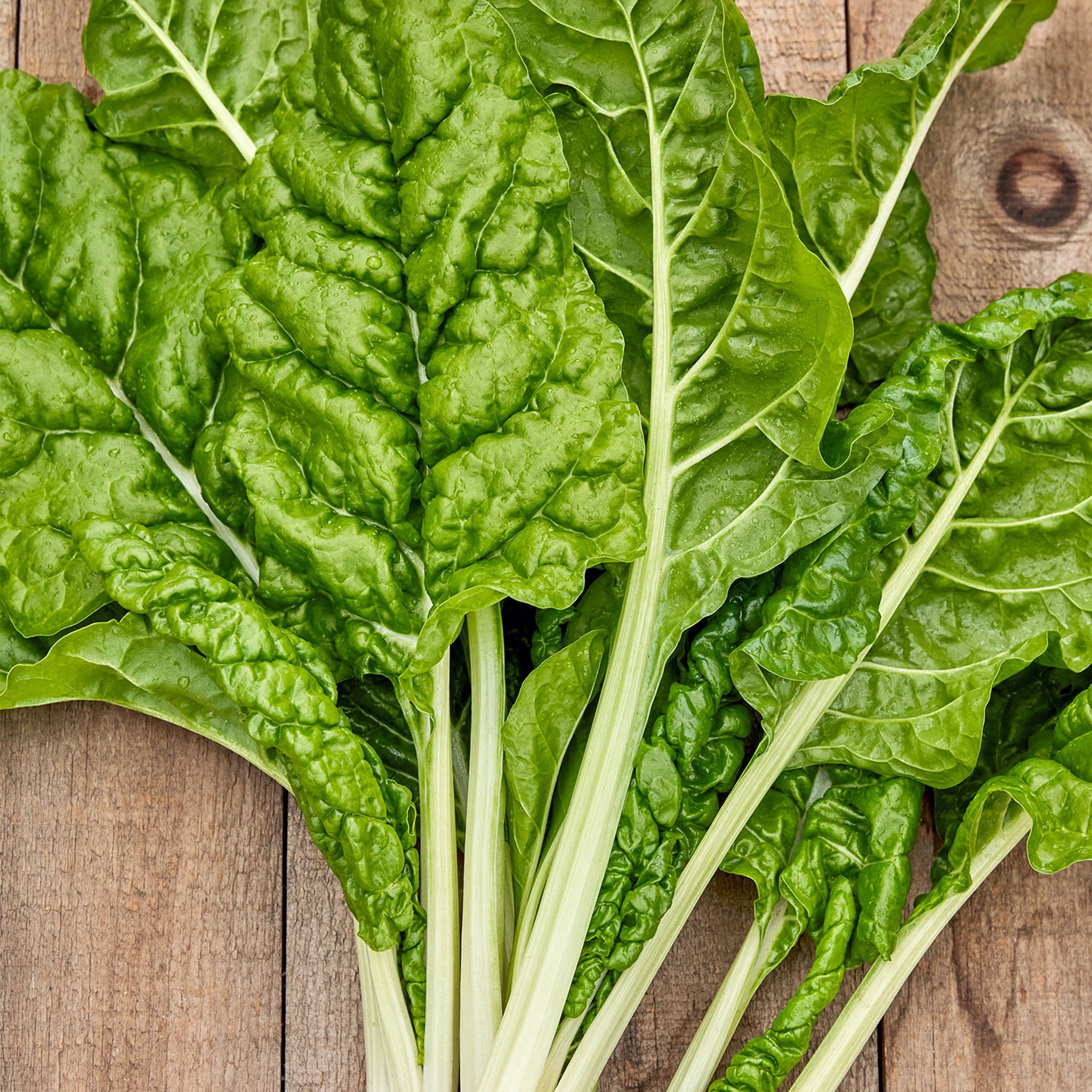 Burpee Fordhook Bette à carde géante