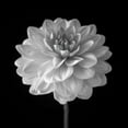 thumbnail image 4 of Assaf Frank 26x26 Black Modern Wood Framed Wall Art Titled - Dahlia flower on black background, 4 of 6