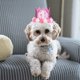 thumbnail image 2 of POPETPOP - Sombrero de corona de cumpleaños para perro con números del 1 al 9, diadema para gatito, accesorios de aseo para cachorros y gatos, 2 of 6