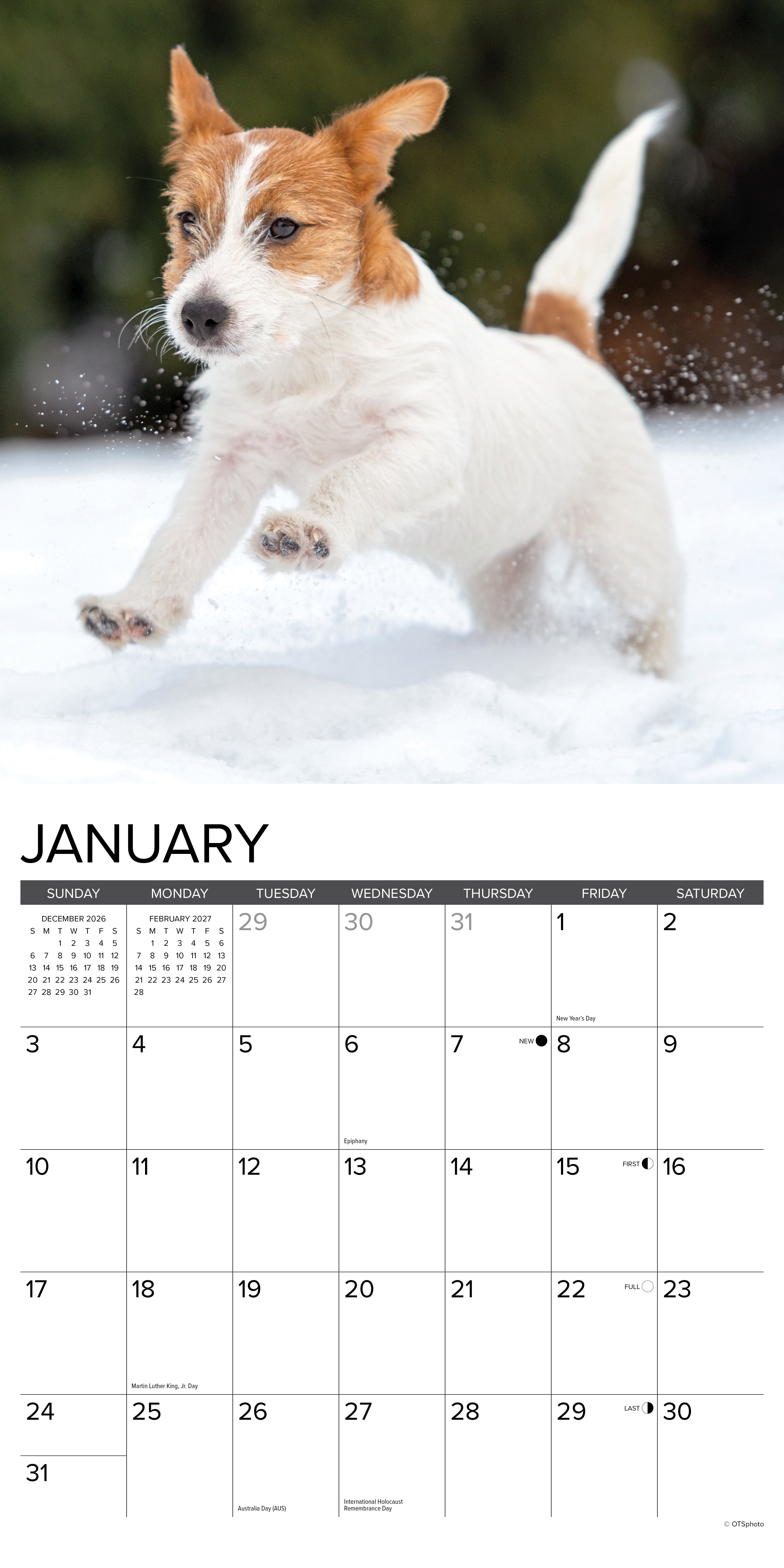 Willow Creek Press, Jack Russell Puppies 2027 Wall Calendar