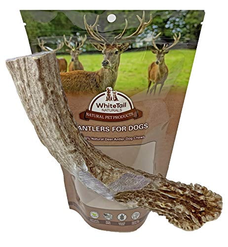 Sourced in USA Premium Deer Antlers for Dogs | Extra Large XL WhiteTail Naturals Naturally Shed | All Natural Antler Chew Sourced in USA Premium Deer Antlers for Dogs | Extra Large XL WhiteTail Naturals Naturally Shed | All Natural Antler Chew