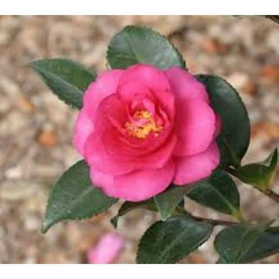 ( 1 ) - Shishi Gashira Camellia - Starter Plant ( 4L ) ( 1 live plant )