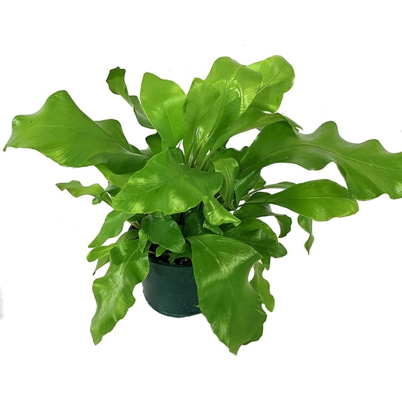 Birds Nest Fern - Live Plant in a 4 Inch Pot - Grower's Choice - Beautiful Easy Care Indoor Houseplant Fern