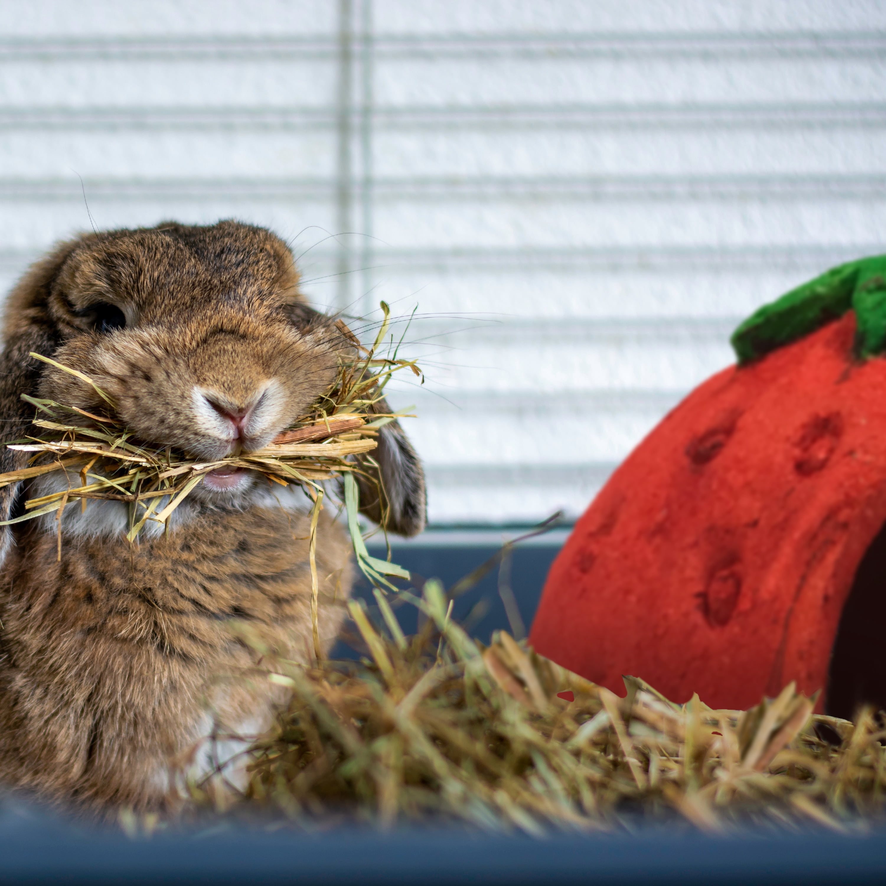 Wild Harvest Picnic Party Strawberry Hut for Small Animals, 9.84" x 9.84" x 5.91"