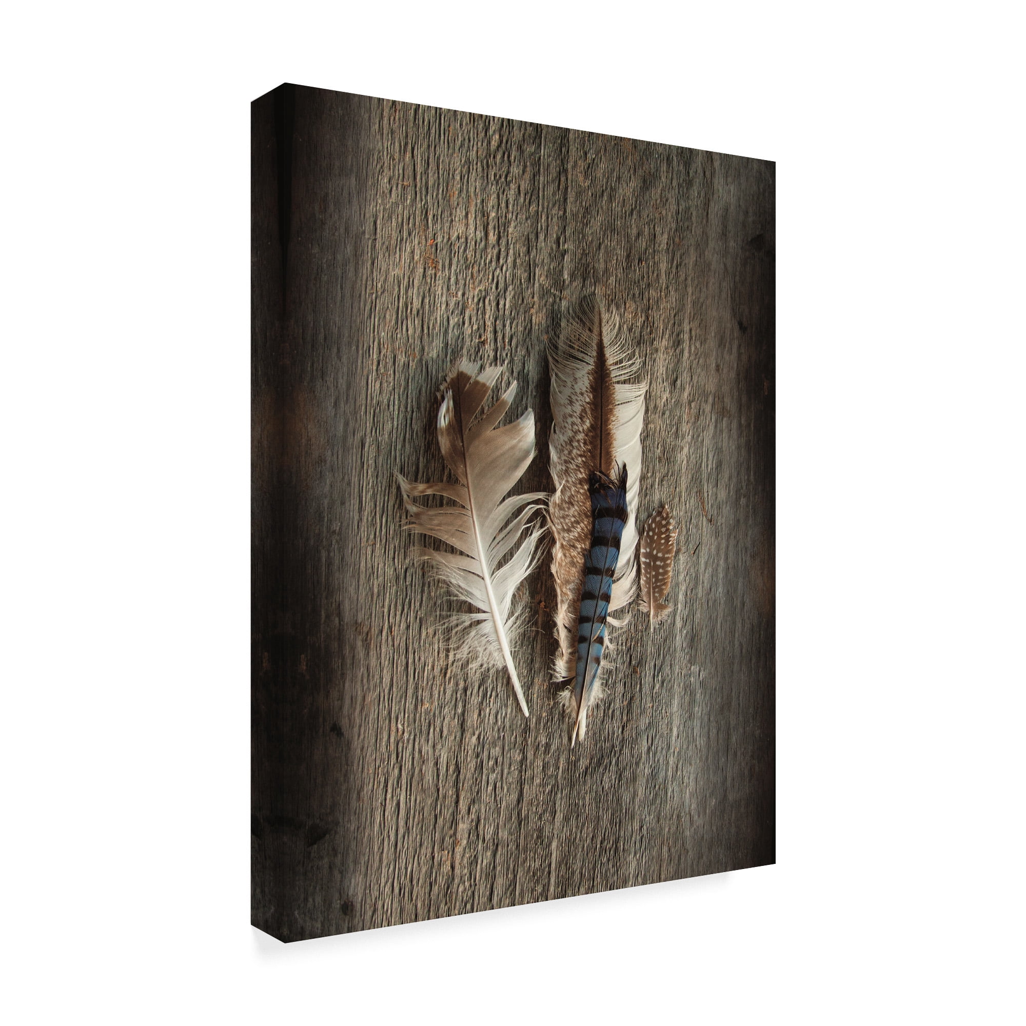 Trademark Fine Art 'Feather Collection III' Canvas Art by Sue Schlabach