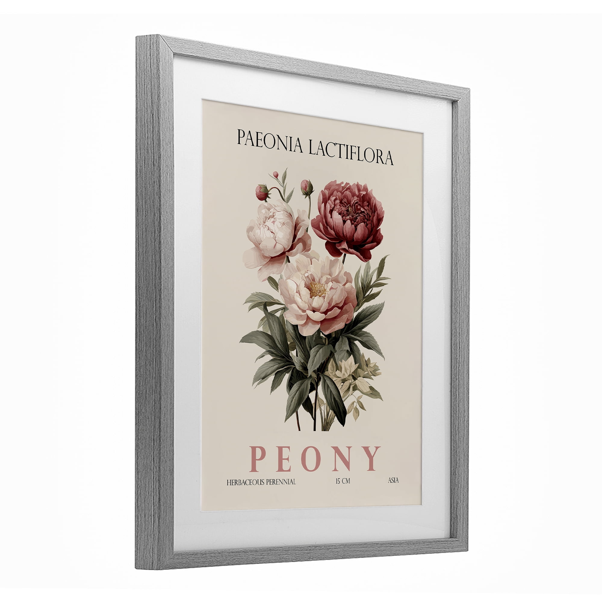 Stupell Industries Natural Peony Bundle Gray Framed Print Under Glass, design by Christopher Giampietro