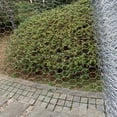thumbnail image 1 of WEUVEB 1 Set Galvanized Wire Mesh for Garden with Rodent Protection, 1 of 8