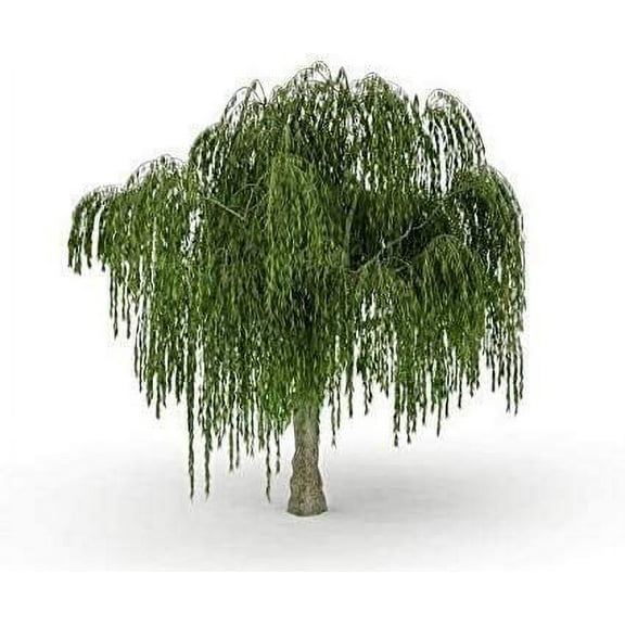 Two Dwarf Weeping Willow Tree Cuttings - Burning Bush Weeping Willow - Unique and Small Indoor/Outdoor Tree Shrub Plant - Excellent Bonsai Tree - Ships Bare Root, No Pot or Soil