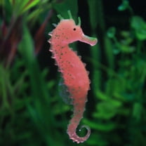 Tswift Aquarium Accessories | Aquarium Fish Tank Landscaping Decor Glowing Effect Animal Sea Horse Ornament | 1 Seahorse