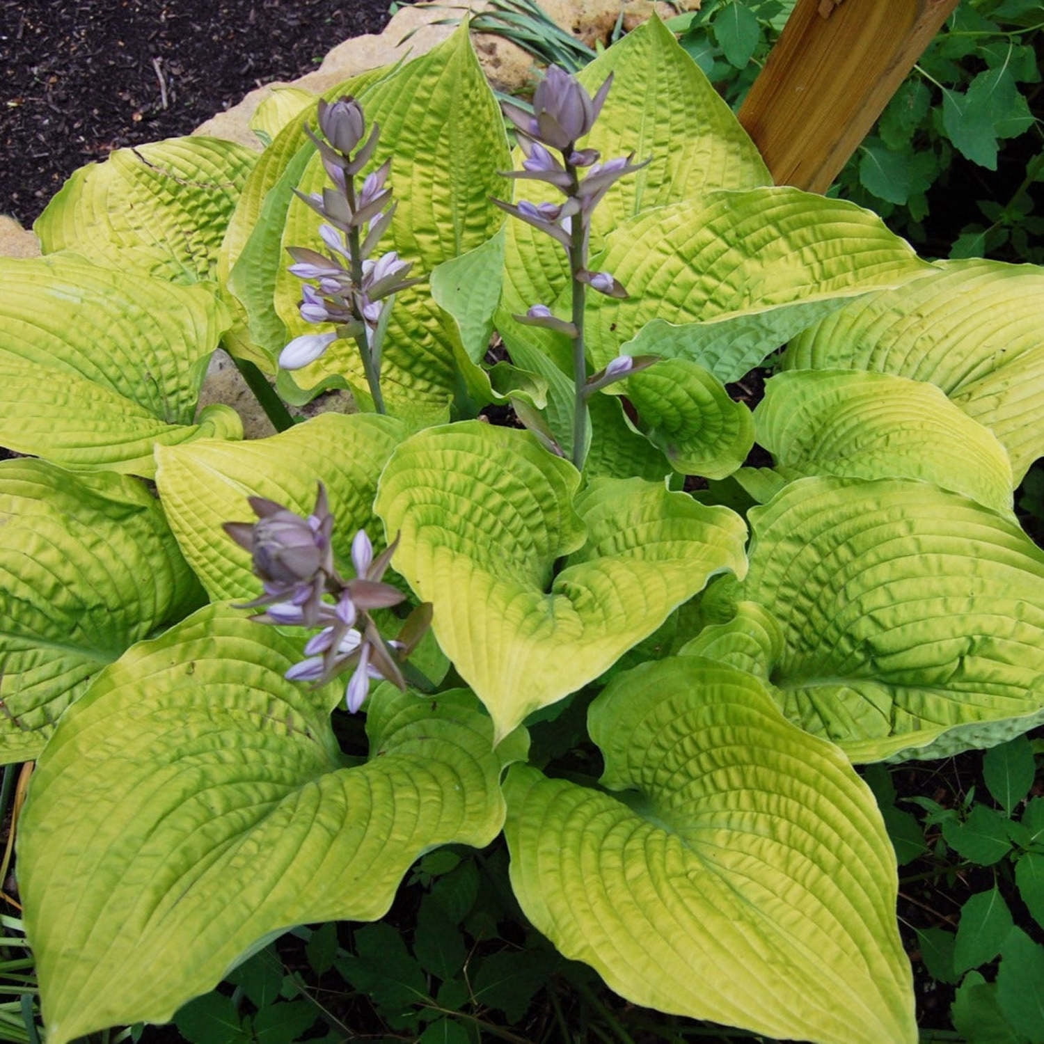 Proven Winners 6" Yellow Shadowland 'Coast to Coast' Hosta Live Plant in 6.5" Pot
