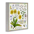 thumbnail image 3 of Stupell Industries Shabby Chic Chamomile Herb Uses Gray Framed Giclee Art, 17 x 17, by Jane Maday, 3 of 8