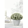 thumbnail image 3 of Ecopots Antwerp Durable Modern Round Indoor/Outdoor Recycled Based Composite Flower Pot Planter, White Grey, 12", 3 of 4
