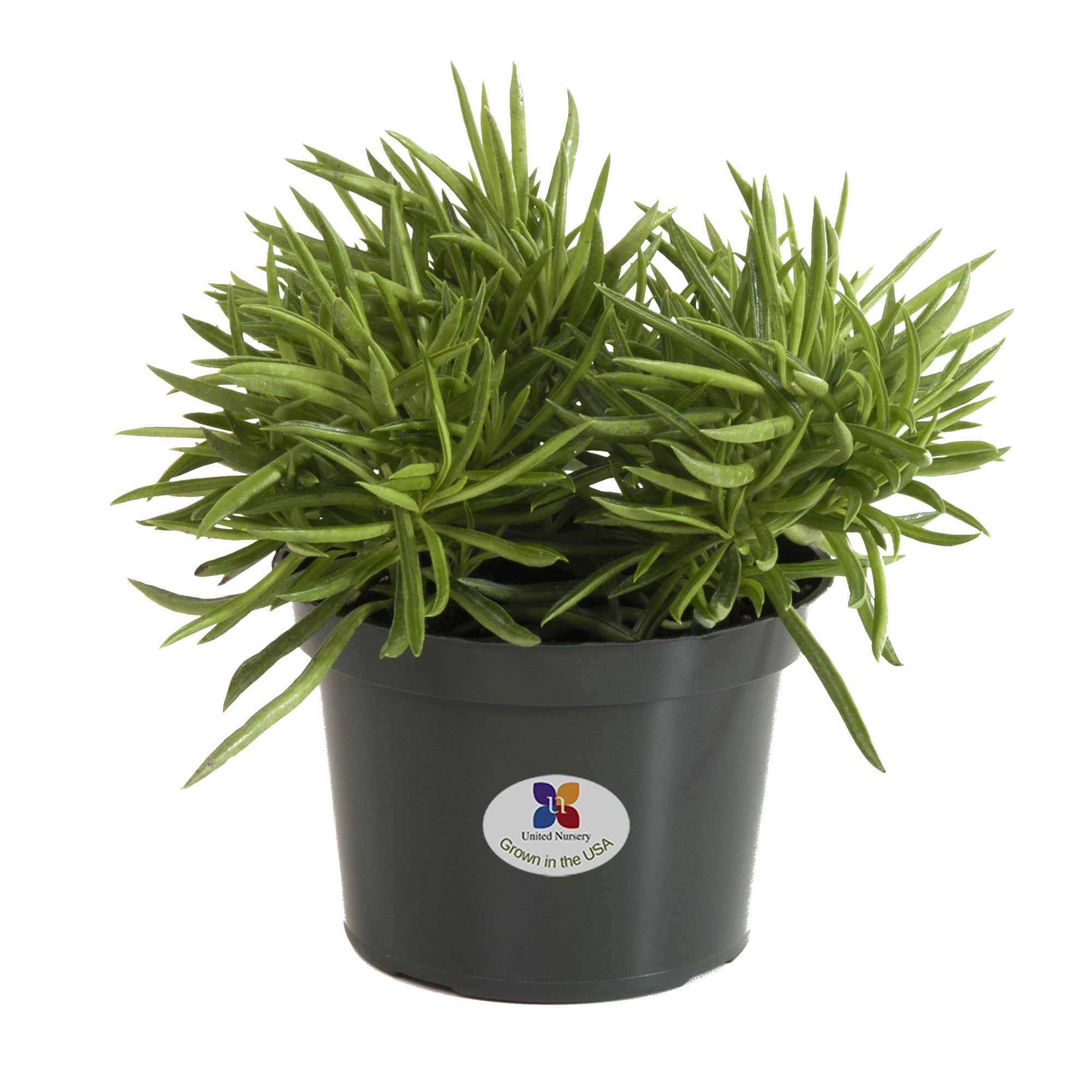 United Nursery Live Peperomia Nevada Plant 8-10 Inches Tall in 6 Inch Grower Pot