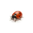 thumbnail image 2 of Vigar Ladybug Storage Cube, 2 of 3