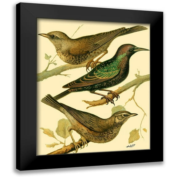 Rutledge, W. 12x14 Black Modern Framed Museum Art Print Titled - Domestic Bird Family IV