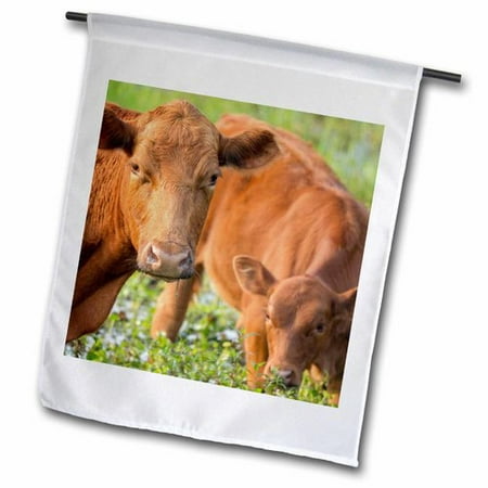 3dRose Angus Cow and Calf Drinking Water from Pond, Florida Polyester 1'6'' x 1' Garden