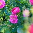 thumbnail image 3 of Direct Gardening William Baffin Purple Flowering Climbing Rose Dormant Bare Root Starter Plant, 3 of 4