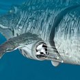 thumbnail image 3 of Remote Control Mosasaurus Bath Toy for Kids RC Boat Dinosaur 1:18 High Simulation Scale Dinos with Light 26-27s, 3 of 4