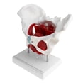 thumbnail image 4 of Modelos Femeninos Músculos Pélvico Y Pélvico Del de La Anatomía, 4 of 5