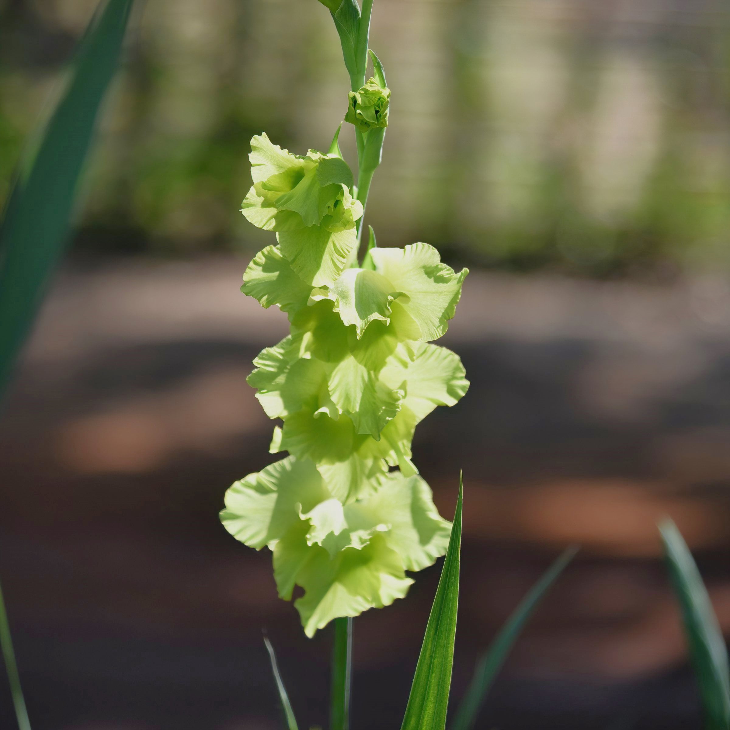 National Plant Network Gladioli Bowie Bulbs (20-Pack)