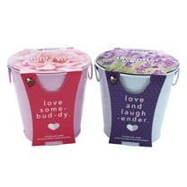 Buzzy Seeds 2 Pack Lavender Seed & Mini Rose Gardening Kit with Pails, Seeds & Growing Medium