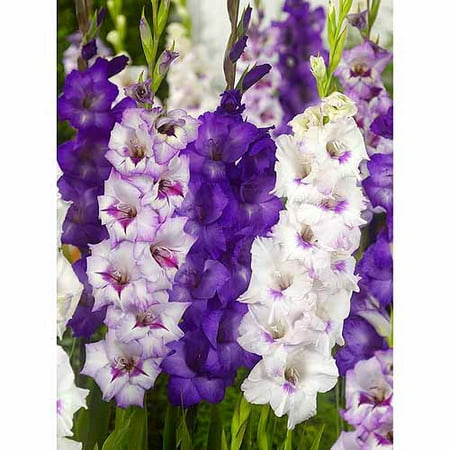 Bloomsz Purple Majesty Gladiolus Flower Bulb Blend, 25 pk