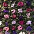 thumbnail image 4 of Optimara African Violet (1 Plant) Live Indoor Flowering Houseplant, 4 Inch Grower's Choice, Assorted Varieties and Colors, 4 of 5